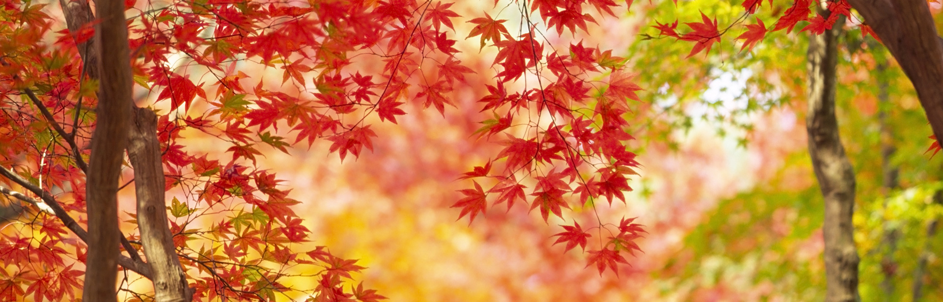 Fall Leaves Desktop